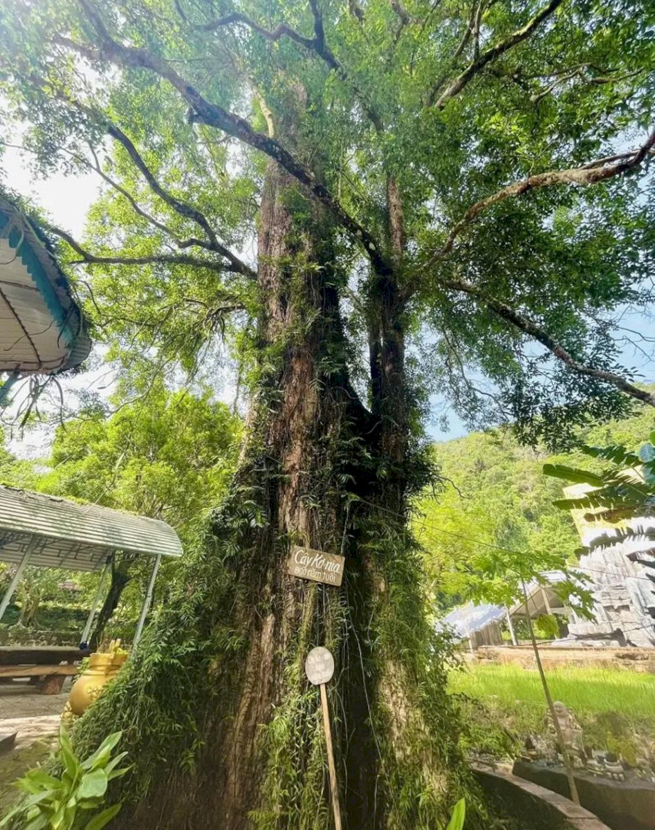 The Konia tree is over 800 years old